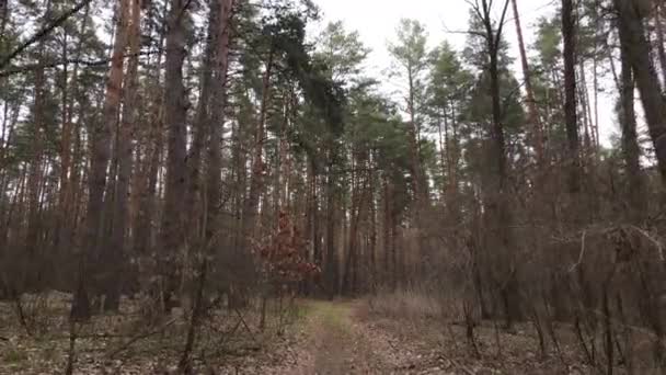 Arbres dans une pinède pendant la journée, vue aérienne — Video