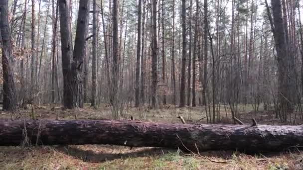 Деревья в сосновом лесу днем, вид с воздуха — стоковое видео