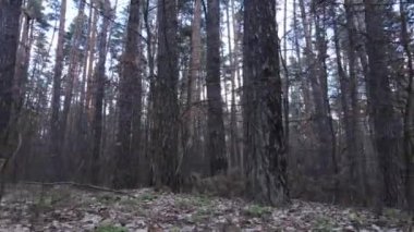 Gün boyunca çam ormanındaki ağaçlar, hava manzarası...