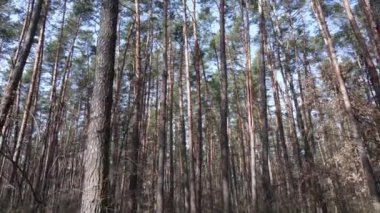 Gün boyunca çam ormanındaki ağaçlar, hava manzarası...