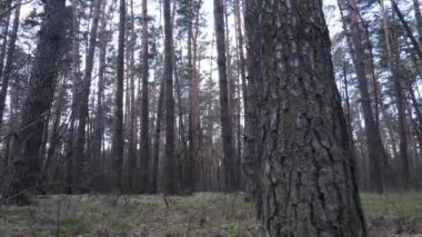 Gün boyunca çam ormanındaki ağaçlar, hava manzarası...