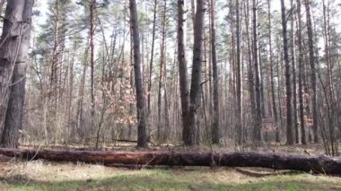 Gün boyunca çam ormanındaki ağaçlar, hava manzarası...