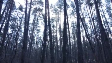 Gün boyunca çam ormanındaki ağaçlar, hava manzarası...