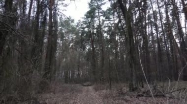 Gün boyunca çam ormanındaki ağaçlar, hava manzarası...