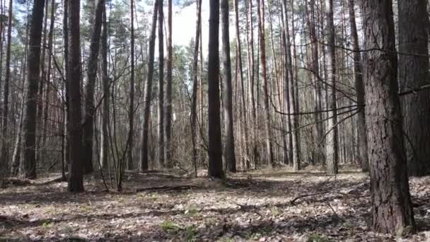 Träd i tallskog under dagen, flygutsikt — Stockvideo