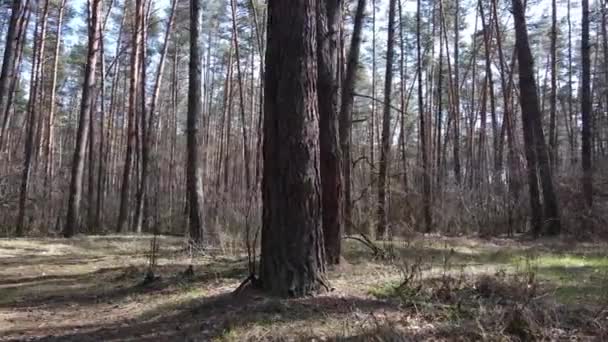 Stromy v borovém lese během dne, letecký pohled — Stock video