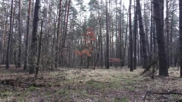 Bäume im Kiefernwald tagsüber, Luftaufnahme — Stockvideo