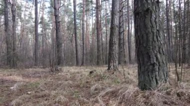 Gün boyunca çam ormanındaki ağaçlar, hava manzarası...