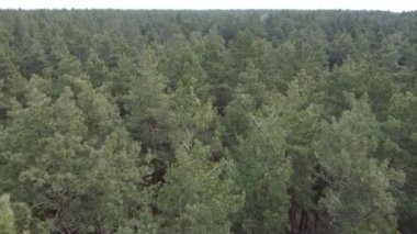 Gün boyunca çam ormanındaki ağaçlar, hava manzarası...