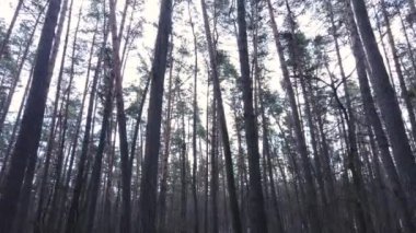 Gün boyunca çam ormanındaki ağaçlar, hava manzarası...