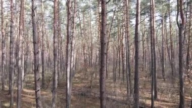 Gün boyunca çam ormanındaki ağaçlar, hava manzarası...