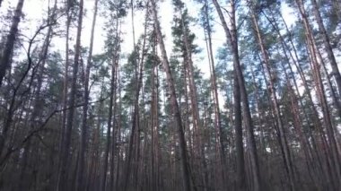 Gün boyunca çam ormanındaki ağaçlar, hava manzarası...