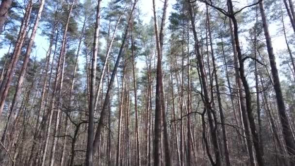 Árboles en un bosque de pinos durante el día, vista aérea — Vídeo de stock