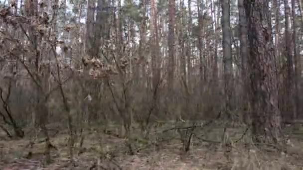 Árvores em uma floresta de pinheiros durante o dia, vista aérea — Vídeo de Stock