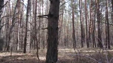 Gün boyunca çam ormanındaki ağaçlar, hava manzarası...