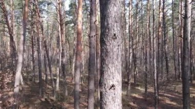 Gün boyunca çam ormanındaki ağaçlar, hava manzarası...