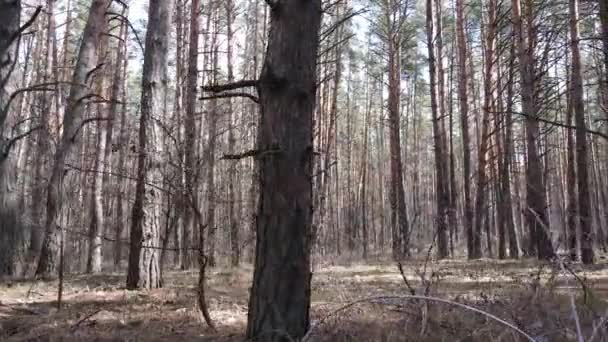 Trees in a pine forest during the day, aerial view — Stock Video