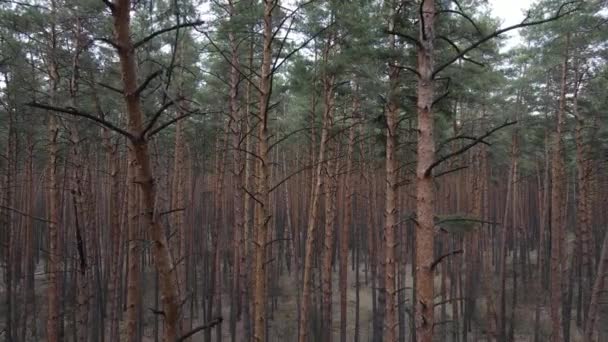 Trees in a pine forest during the day, aerial view — Stock Video
