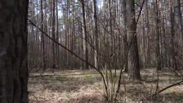 Gün boyunca çam ormanındaki ağaçlar, hava manzarası... — Stok video