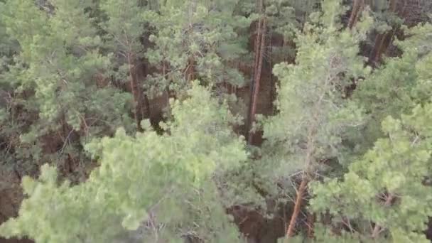 昼間は松林の中の木々、空中風景 — ストック動画
