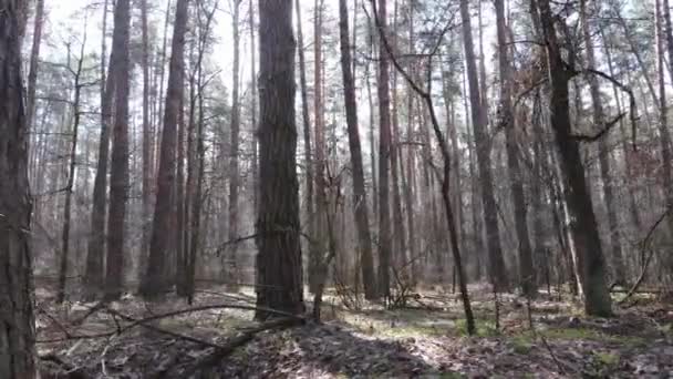 Árboles en un bosque de pinos durante el día, vista aérea — Vídeos de Stock