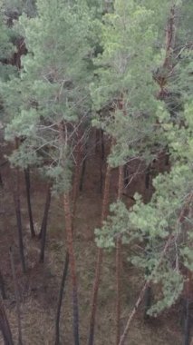 Orman manzarasının dikey görüntüsü, yavaş çekim