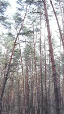 Orman manzarasının dikey görüntüsü, yavaş çekim