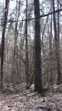 Orman manzarasının dikey görüntüsü, yavaş çekim