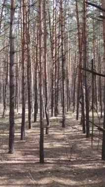 Orman manzarasının dikey görüntüsü, yavaş çekim