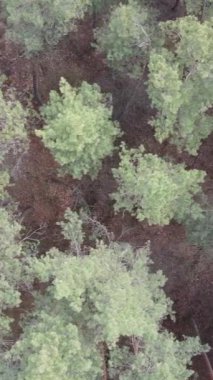 Orman manzarasının dikey görüntüsü, yavaş çekim