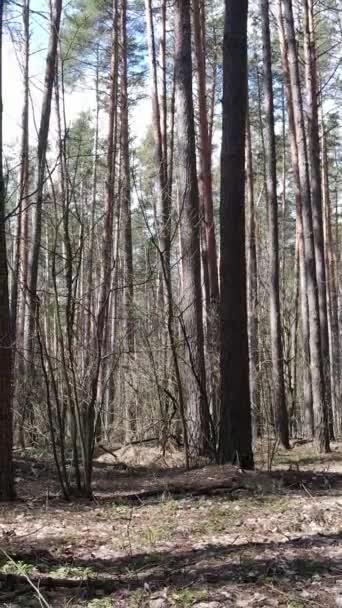Vertikal video av skogslandskapet flygfoto, slow motion — Stockvideo