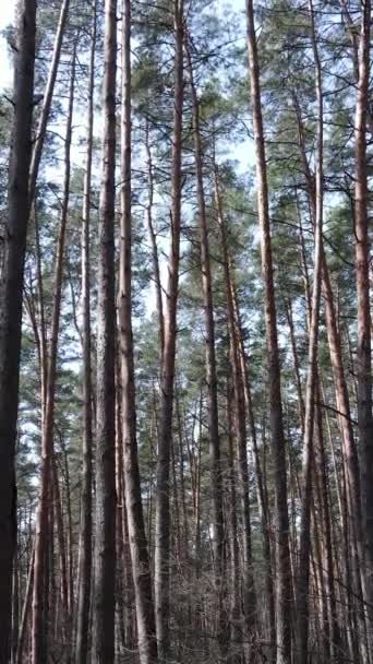 森林景観の垂直ビデオ空中ビュー,スローモーション — ストック動画