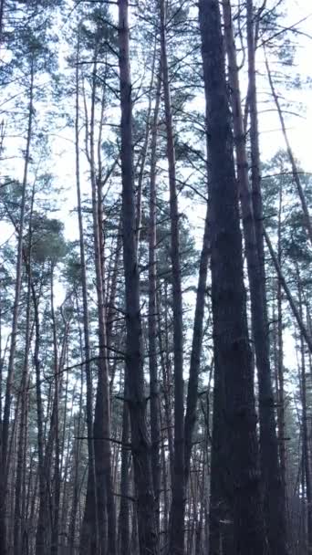 Vertical video of the forest landscape aerial view, slow motion — Stock Video