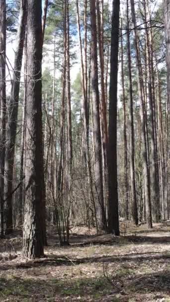 Vidéo verticale du paysage forestier vue aérienne, ralenti — Video