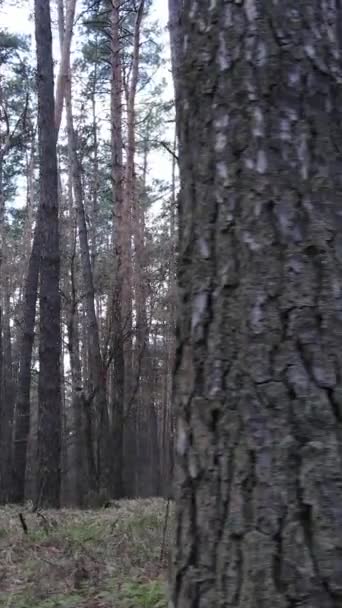Вертикальное видео лесного пейзажа с воздуха, замедленная съемка — стоковое видео