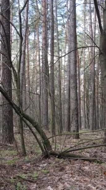 숲의 풍경, 느린 움직임을 담은 수직 영상 — 비디오