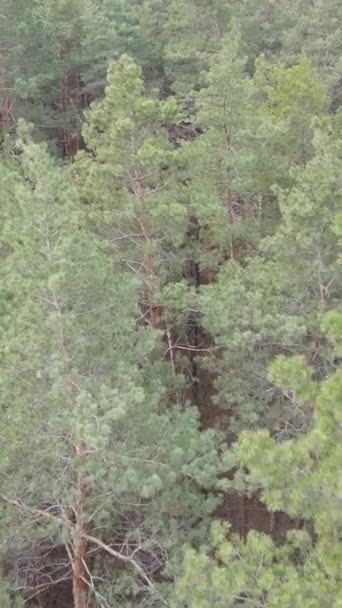 Vertical video of the forest landscape aerial view, slow motion — Stock Video