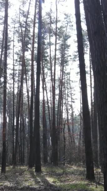 Vídeo vertical da paisagem florestal vista aérea, câmera lenta — Vídeo de Stock