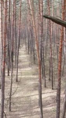 Orman manzarasının dikey görüntüsü, yavaş çekim