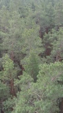 Orman manzarasının dikey görüntüsü, yavaş çekim