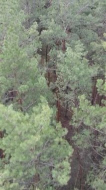 Orman manzarasının dikey görüntüsü, yavaş çekim