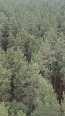 Orman manzarasının dikey görüntüsü, yavaş çekim