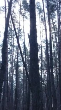 Orman manzarasının dikey görüntüsü, yavaş çekim