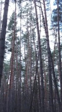 Orman manzarasının dikey görüntüsü, yavaş çekim