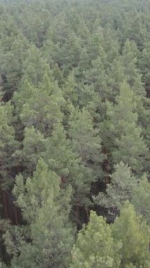 Orman manzarasının dikey görüntüsü, yavaş çekim