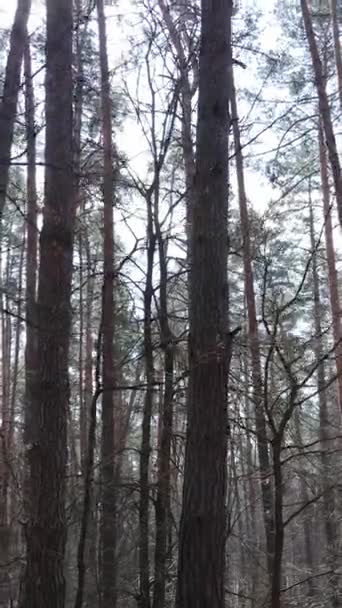 Vertical video of the forest landscape aerial view, slow motion — Stock Video