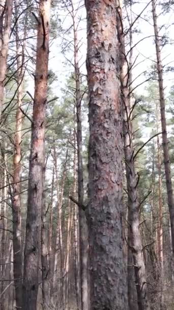 Vertikales Video der Waldlandschaft Luftaufnahme, Zeitlupe — Stockvideo