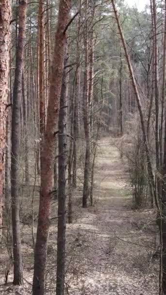 Vertikales Video der Waldlandschaft Luftaufnahme, Zeitlupe — Stockvideo