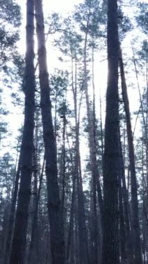 Orman manzarasının dikey görüntüsü, yavaş çekim