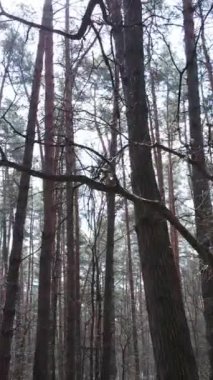 Orman manzarasının dikey görüntüsü, yavaş çekim